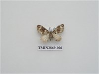 藏品(尺蛾594)的圖片